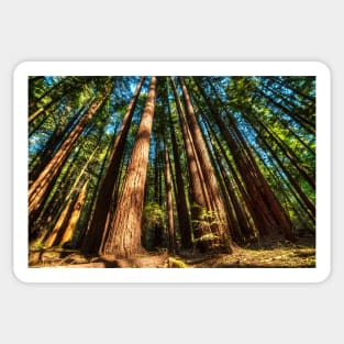 Armstrong National Park Redwoods Filtered Sun Sticker